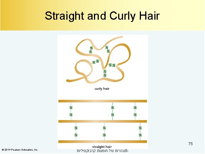 Straight and Curly Hair 75 © 2014 Pearson Education, Inc. נגזרות של חומצות קרבוקסיליות