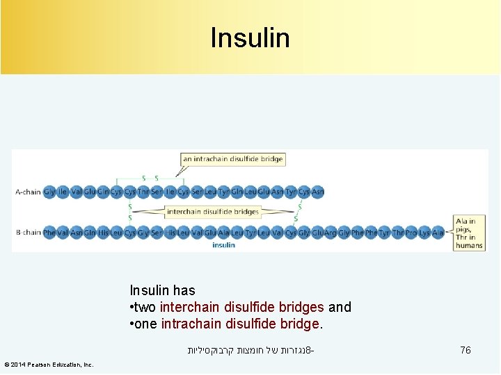 Insulin has • two interchain disulfide bridges and • one intrachain disulfide bridge. נגזרות