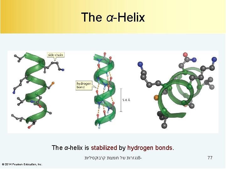 The α-Helix The α-helix is stabilized by hydrogen bonds. נגזרות של חומצות קרבוקסיליות 8©