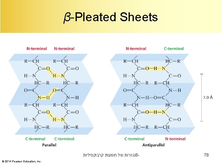 β-Pleated Sheets נגזרות של חומצות קרבוקסיליות 8© 2014 Pearson Education, Inc. 78 