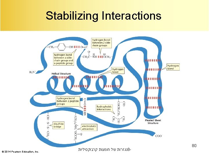 Stabilizing Interactions © 2014 Pearson Education, Inc. נגזרות של חומצות קרבוקסיליות 8 - 80