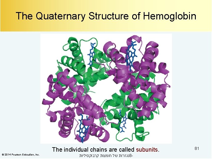 The Quaternary Structure of Hemoglobin The individual chains are called subunits. © 2014 Pearson