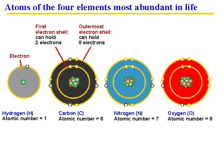 Atoms of the four elements most abundant in life First electron shell: can hold
