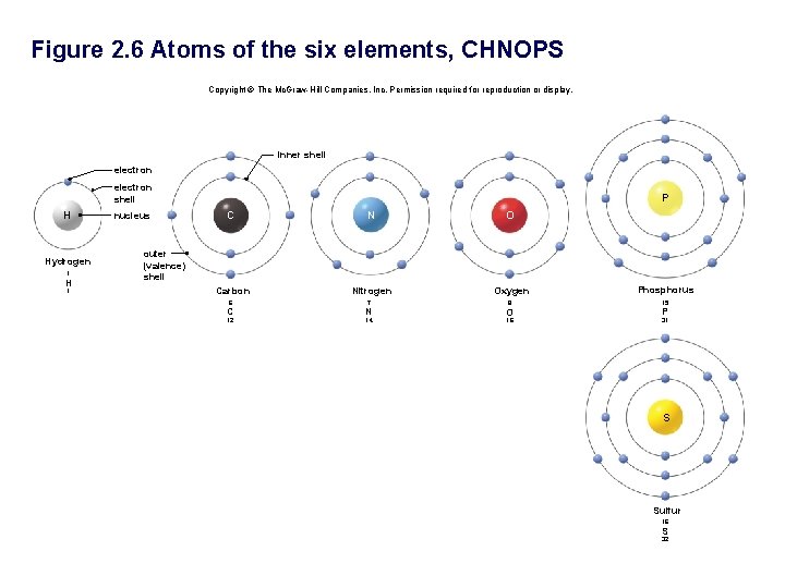 Figure 2. 6 Atoms of the six elements, CHNOPS Copyright © The Mc. Graw-Hill