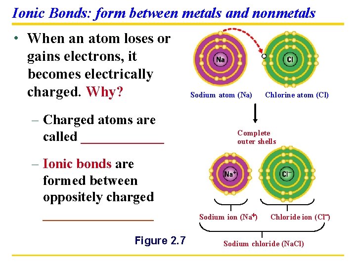 Ionic Bonds: form between metals and nonmetals • When an atom loses or gains