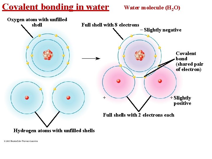 Covalent bonding in water Oxygen atom with unfilled shell Water molecule (H 2 O)