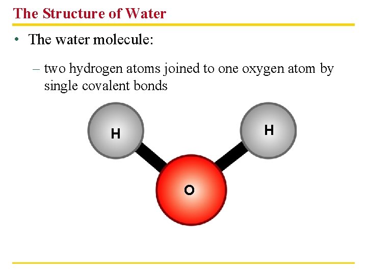 The Structure of Water • The water molecule: – two hydrogen atoms joined to
