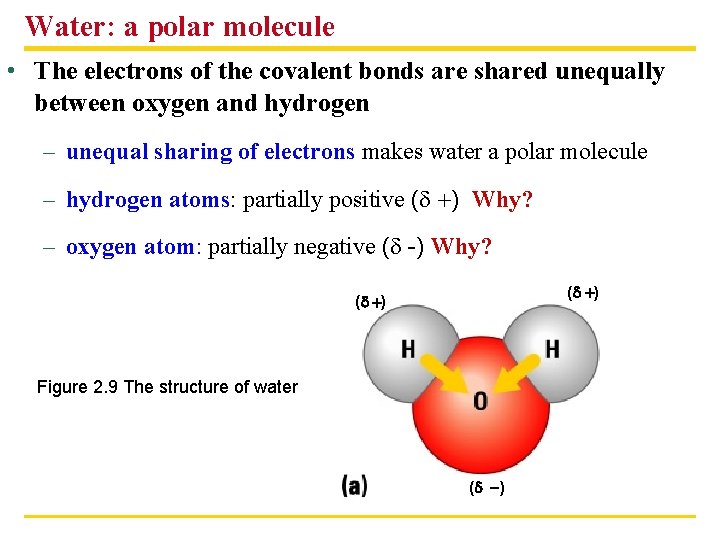 Water: a polar molecule • The electrons of the covalent bonds are shared unequally