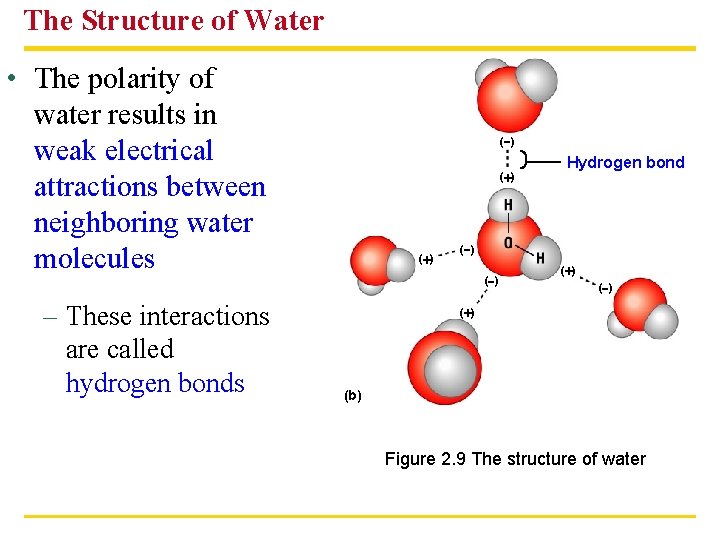 The Structure of Water • The polarity of water results in weak electrical attractions