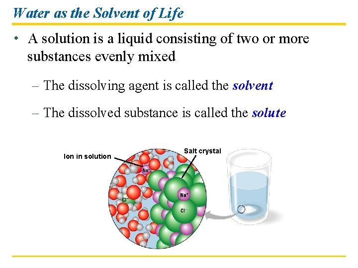 Water as the Solvent of Life • A solution is a liquid consisting of