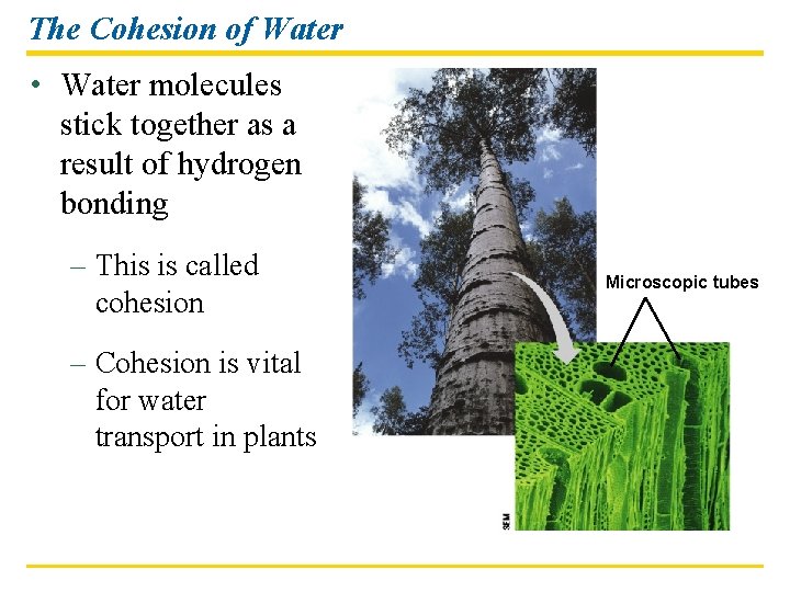 The Cohesion of Water • Water molecules stick together as a result of hydrogen