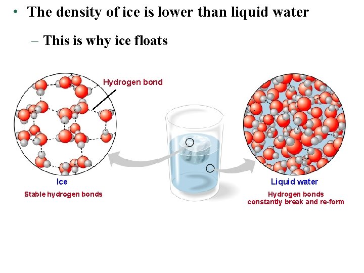  • The density of ice is lower than liquid water – This is