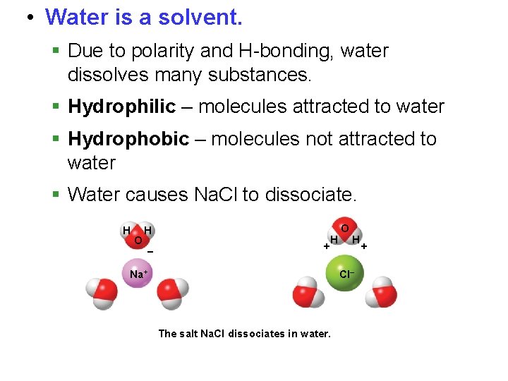 • Water is a solvent. § Due to polarity and H-bonding, water dissolves