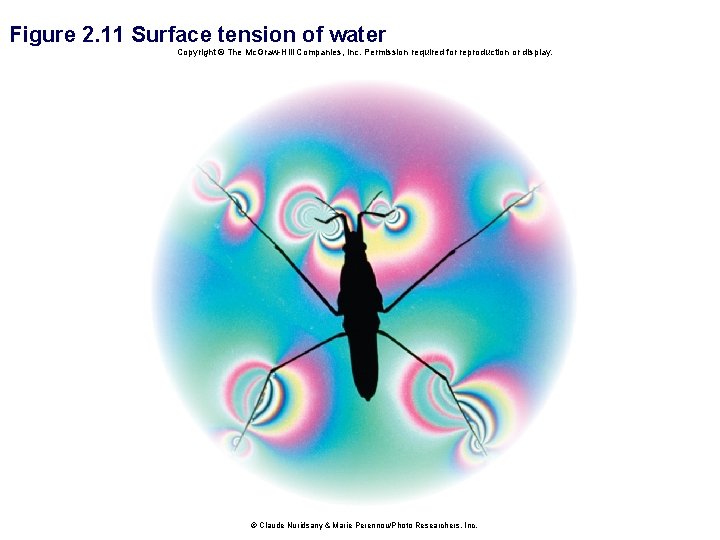 Figure 2. 11 Surface tension of water Copyright © The Mc. Graw-Hill Companies, Inc.