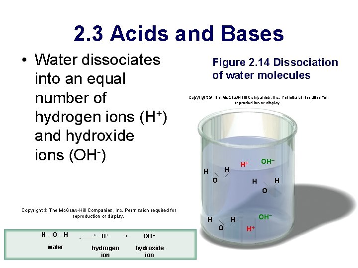 2. 3 Acids and Bases • Water dissociates into an equal number of hydrogen