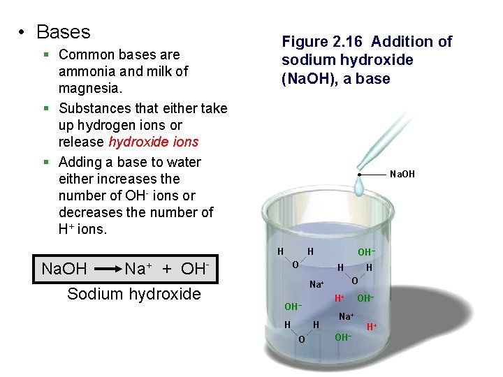  • Bases § Common bases are ammonia and milk of magnesia. § Substances
