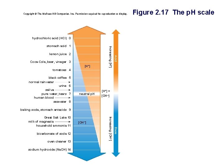 Copyright © The Mc. Graw-Hill Companies, Inc. Permission required for reproduction or display. hydrochloric