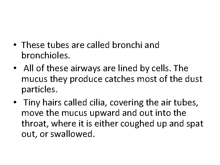  • These tubes are called bronchi and bronchioles. • All of these airways