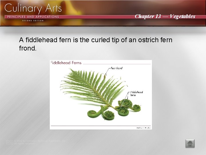 Chapter 13 — Vegetables A fiddlehead fern is the curled tip of an ostrich