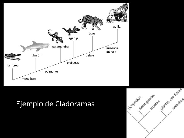 Ejemplo de Cladoramas 