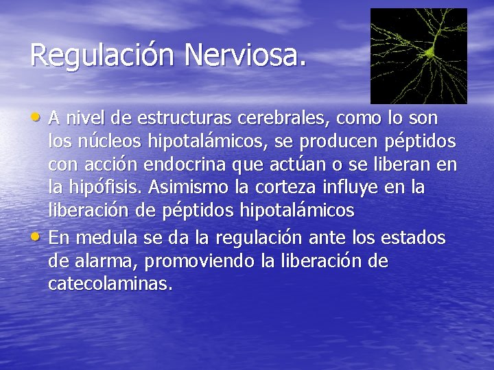Regulación Nerviosa. • A nivel de estructuras cerebrales, como lo son • los núcleos