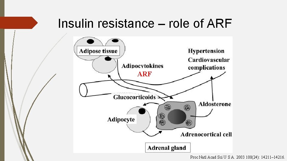 Insulin resistance – role of ARF Proc Natl Acad Sci U S A. 2003