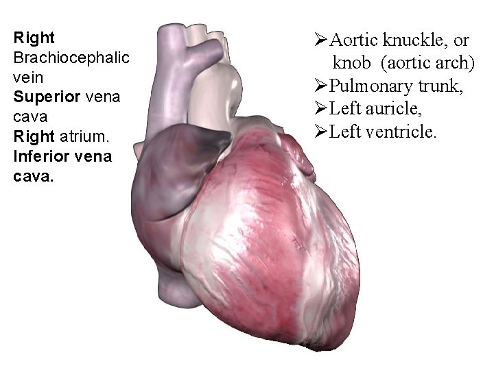 Right Brachiocephalic vein Superior vena cava Right atrium. Inferior vena cava. ØAortic knuckle, or