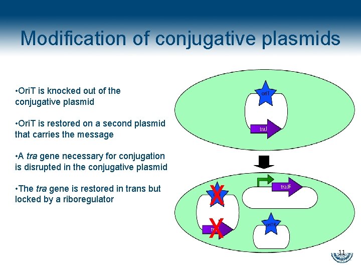 Modification of conjugative plasmids • Ori. T is knocked out of the conjugative plasmid