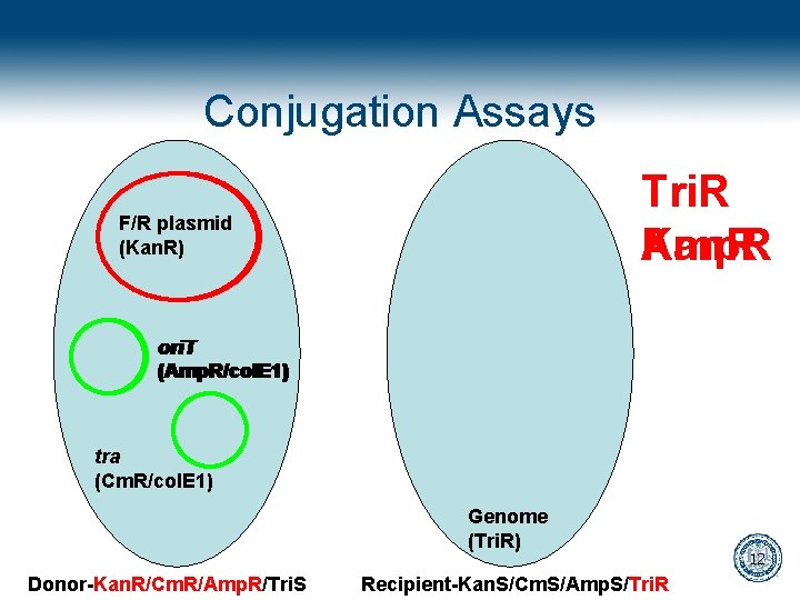 Conjugation Assays Tri. R Kan. R Amp. R F/R plasmid (Kan. R) ori. T