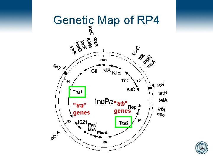 Genetic Map of RP 4 "tra" genes "trb" genes 14 