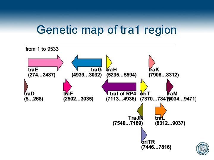 Genetic map of tra 1 region 15 