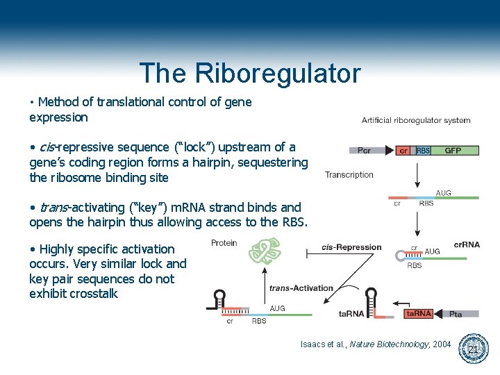 The Riboregulator • Method of translational control of gene expression • cis-repressive sequence (“lock”)