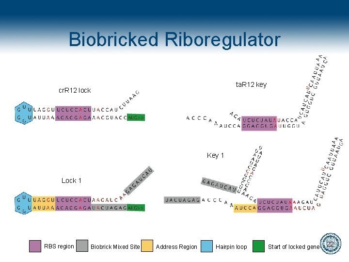 Biobricked Riboregulator ta. R 12 key cr. R 12 lock Key 1 Lock 1
