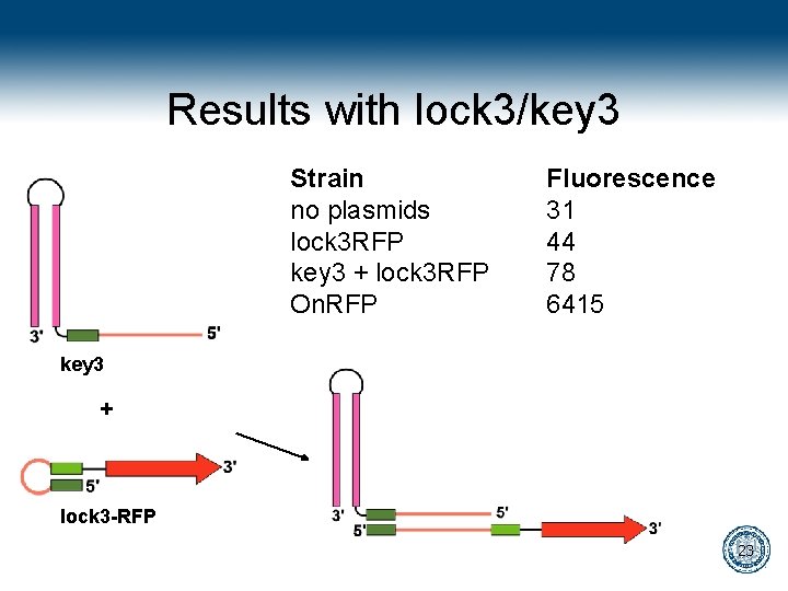 Results with lock 3/key 3 Strain no plasmids lock 3 RFP key 3 +