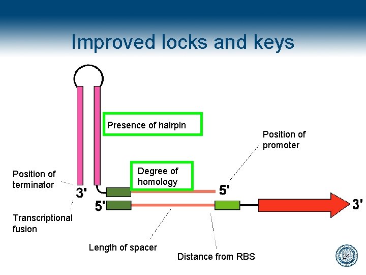 Improved locks and keys Presence of hairpin Position of terminator Position of promoter Degree