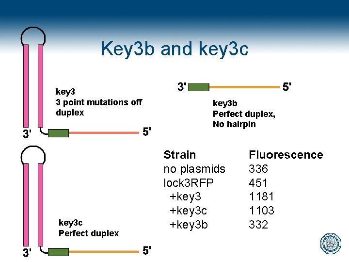 Key 3 b and key 3 c key 3 3 point mutations off duplex