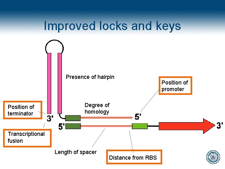 Improved locks and keys Presence of hairpin Position of terminator Position of promoter Degree