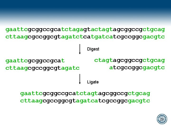 gaattcgcggccgcatctagagtactagtagcggccgctgcag cttaagcgccggcgtagatctcatgatcatcgccggcgacgtc Digest gaattcgcggccgcat cttaagcgccggcgtagatc ctagtagcggccgctgcag atcgccggcgacgtc Ligate gaattcgcggccgcatctagtagcggccgctgcag cttaagcgccggcgtagatcatcgccggcgacgtc 29 