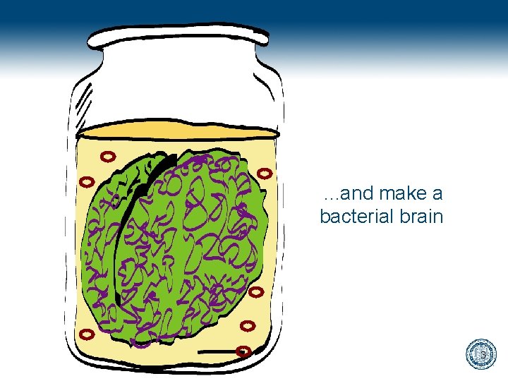 . . . and make a bacterial brain 3 