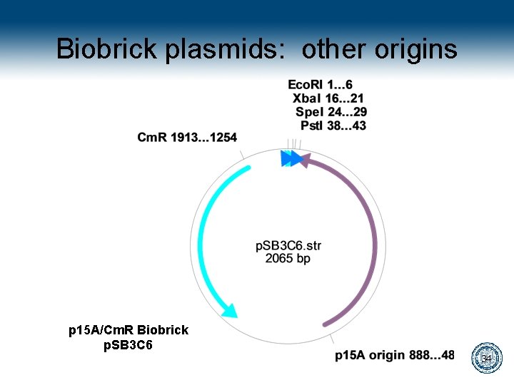Biobrick plasmids: other origins p 15 A/Cm. R Biobrick p. SB 3 C 6