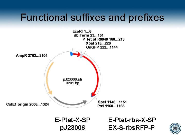 Functional suffixes and prefixes E-Ptet-X-SP p. J 23006 E-Ptet-rbs-X-SP EX-S-rbs. RFP-P 35 