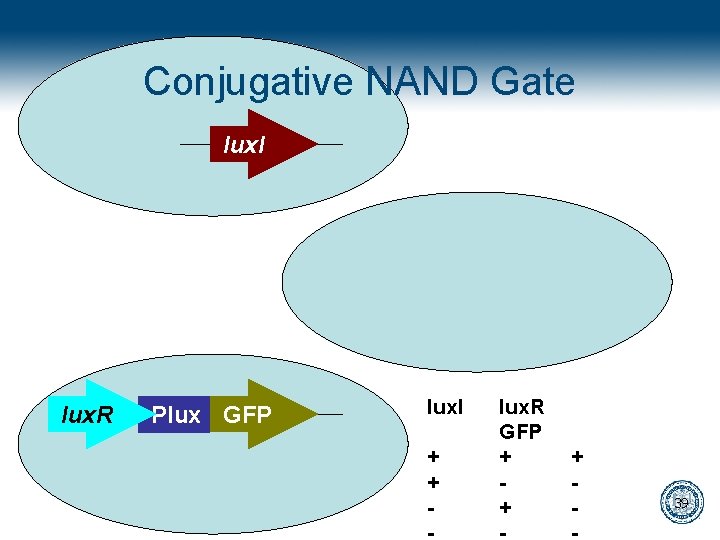 Conjugative NAND Gate key lux. I lux. R lock GFP Plux tet. R lux.