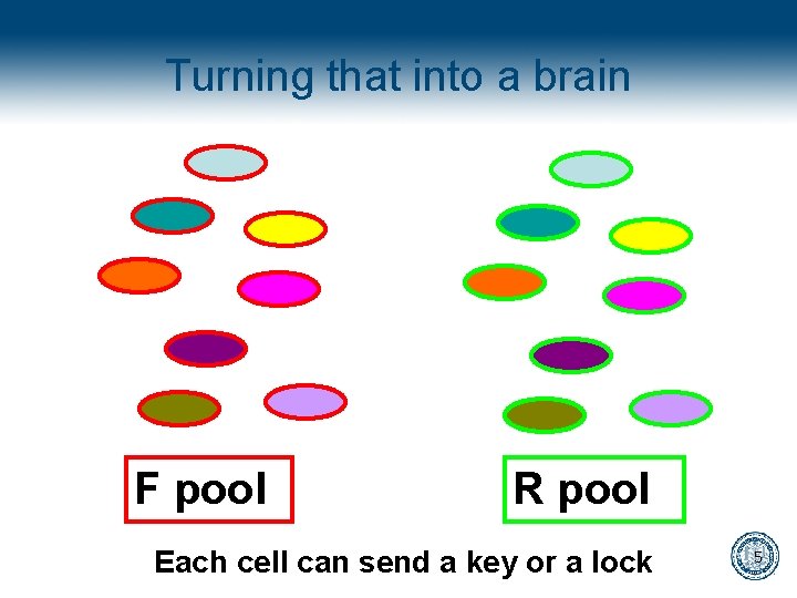 Turning that into a brain F pool R pool Each cell can send a