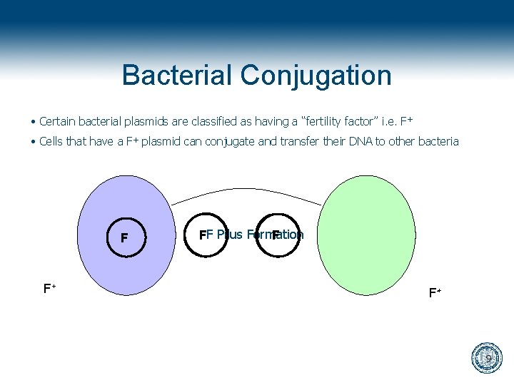 Bacterial Conjugation • Certain bacterial plasmids are classified as having a “fertility factor” i.