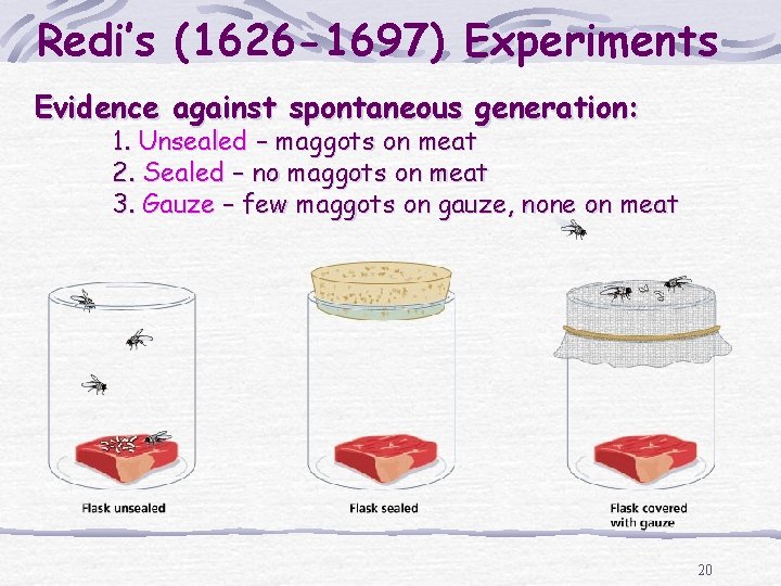 Redi’s (1626 -1697) Experiments Evidence against spontaneous generation: 1. Unsealed – maggots on meat