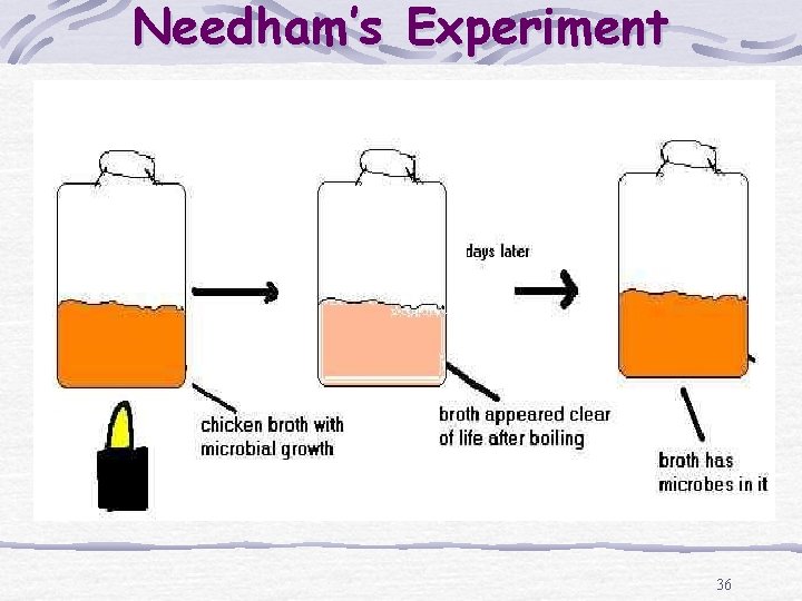 Needham’s Experiment 36 