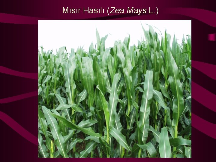 Mısır Hasılı (Zea Mays L. ) 