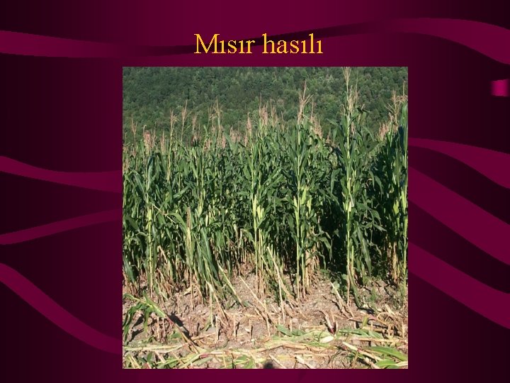Mısır hasılı 