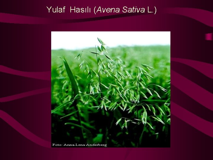 Yulaf Hasılı (Avena Sativa L. ) 