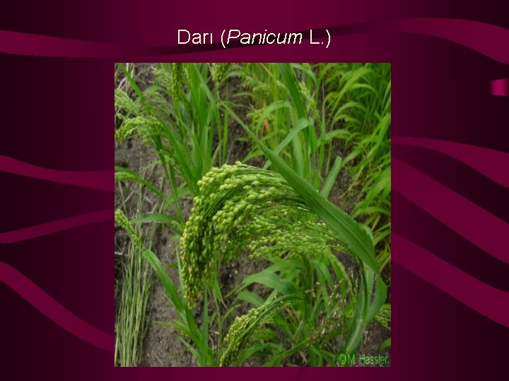 Darı (Panicum L. ) 